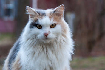 Farm Cat - image #281595 gratis